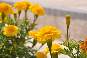 jjycy2.jpg jjycy2.jpg